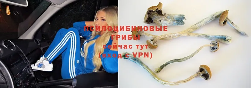 OMG онион  закладка  Нижний Ломов  Галлюциногенные грибы Psilocybe 